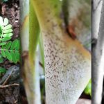 New OnePlus 5 camera samples TrueTech