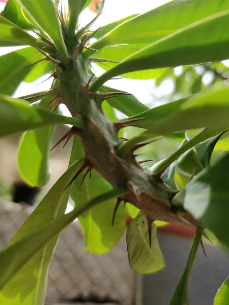 TrueTech OnePlus 5 Camera Sample 10