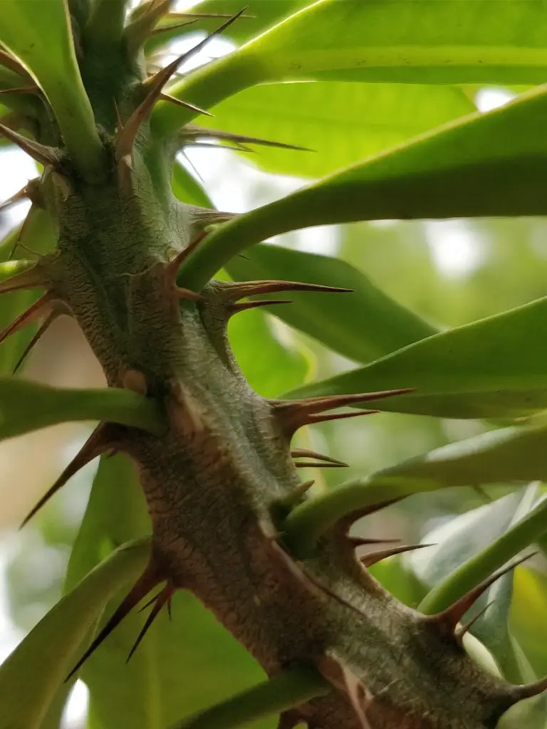 TrueTech OnePlus 5 Camera Sample 11