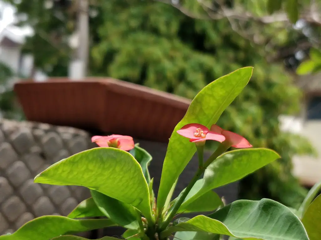 TrueTech OnePlus 5 Camera Sample 2