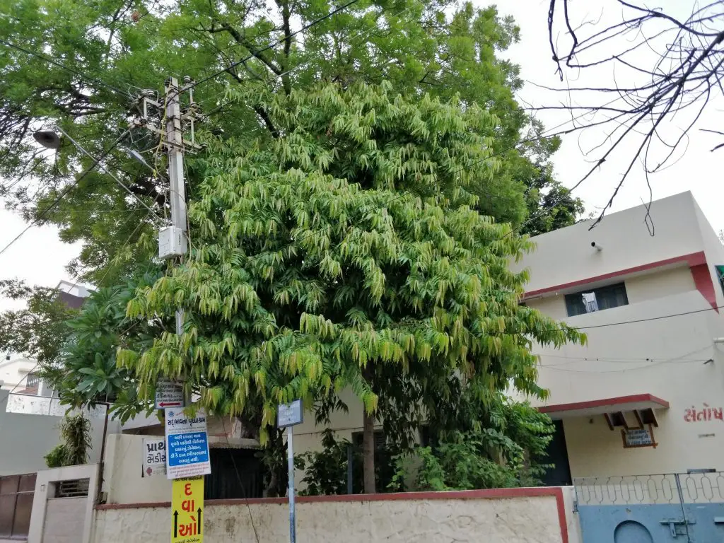 TrueTech OnePlus 5 Camera Sample 5