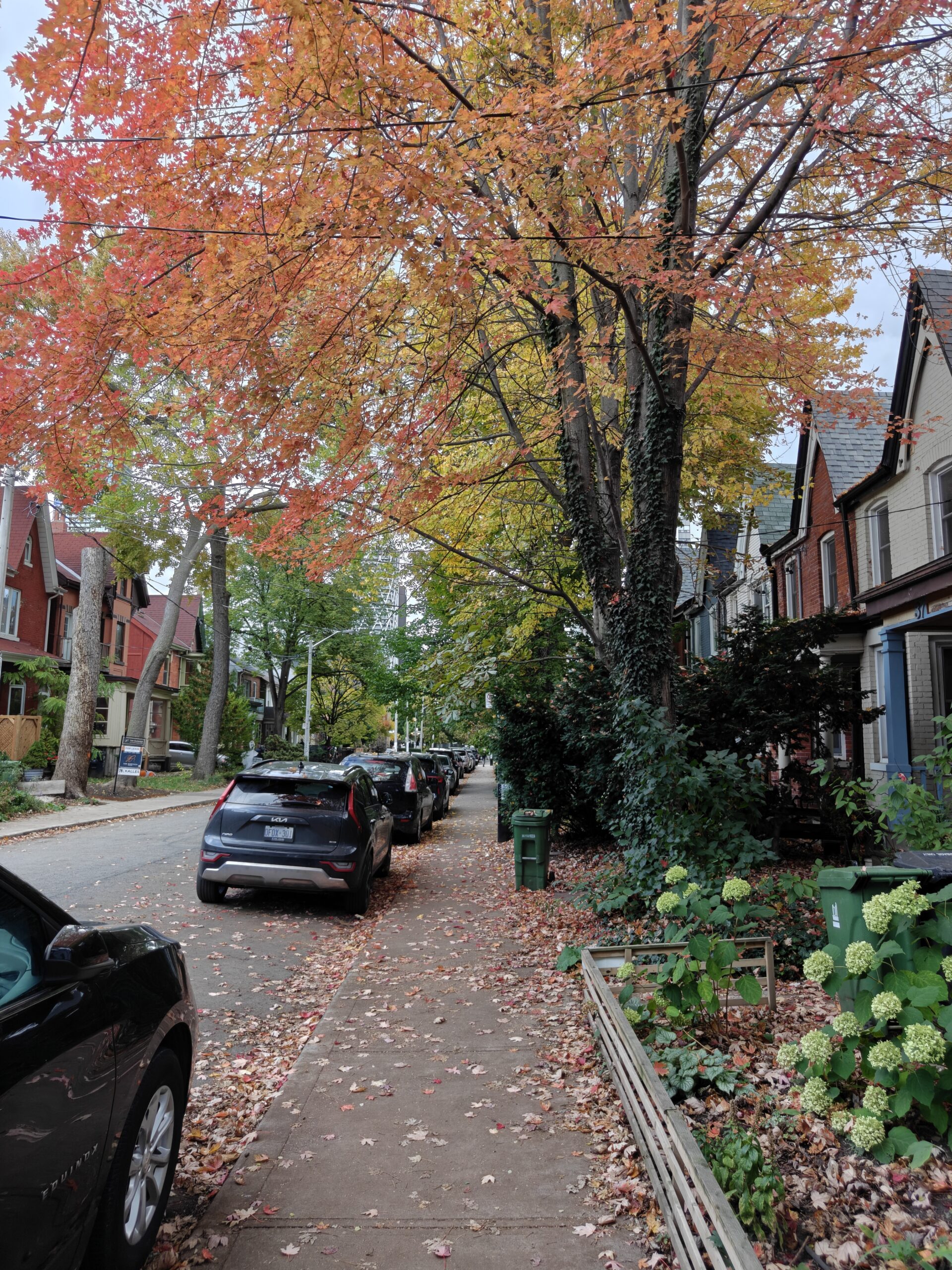 Fall leaves – OnePlus 15 0.6x Ultrawide